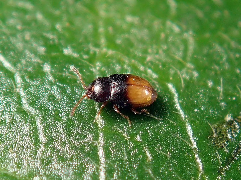 Cryptophagidae: Atomaria mesomela?? Forse s.